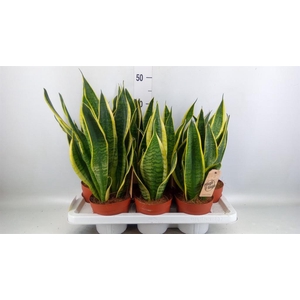 Sansevieria trifa. 'Futura Superba'