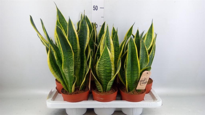 <h4>Sansevieria trifa. 'Futura Superba'</h4>