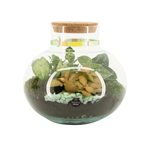 21968: Contradiction terrarium