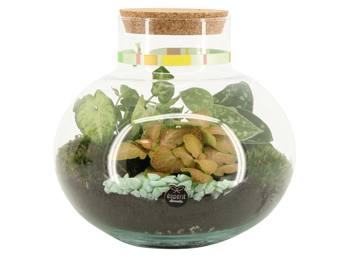 <h4>21968: Contradiction terrarium</h4>