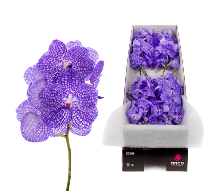 <h4>Vanda Kanchana Indigo</h4>