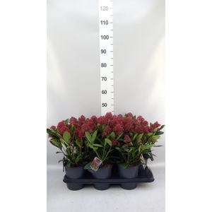 SKIMMIA JAP. 'RUBELLA' 15+