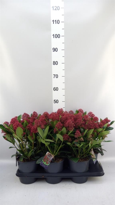 <h4>SKIMMIA JAP. 'RUBELLA' 15+</h4>