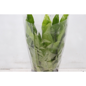 ASPLENIUM OSAKA LISO P17