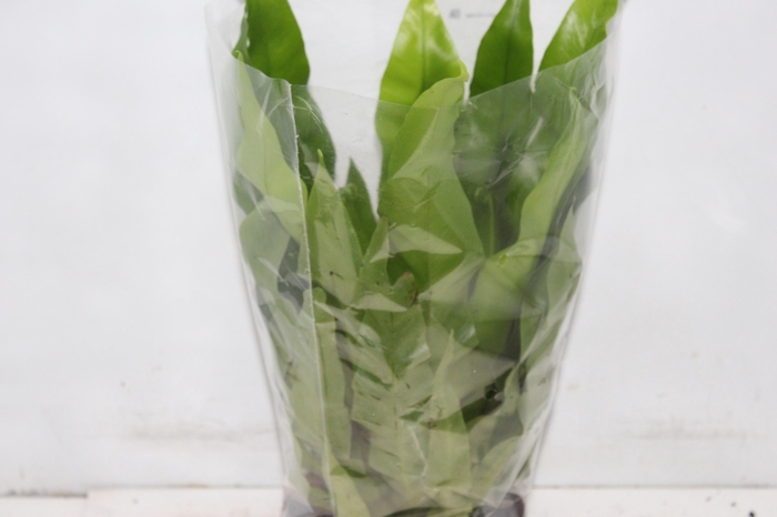 <h4>ASPLENIUM OSAKA LISO P17</h4>
