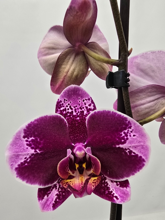 <h4>Limited 10 week 17</h4>