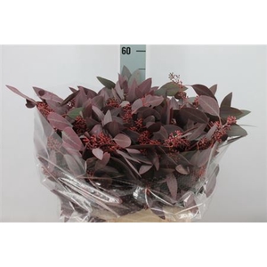 Euca Populus Bes Klb. Rood Kort Fr 200 Gram
