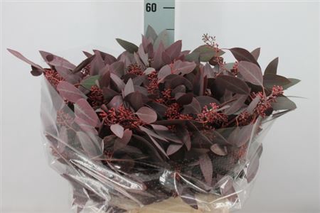 <h4>Euca Populus Bes Klb. Rood Kort Fr 200 Gram</h4>