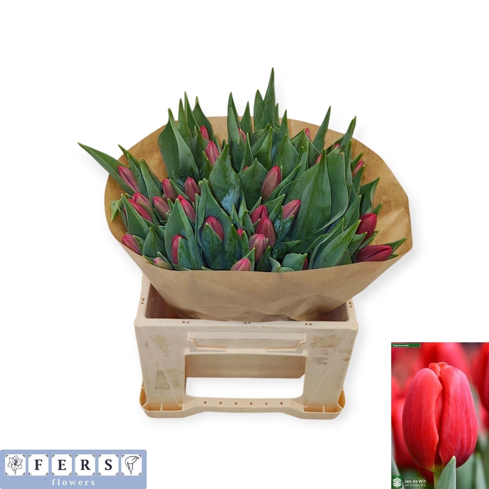 <h4>TU EN SURRENDER</h4>