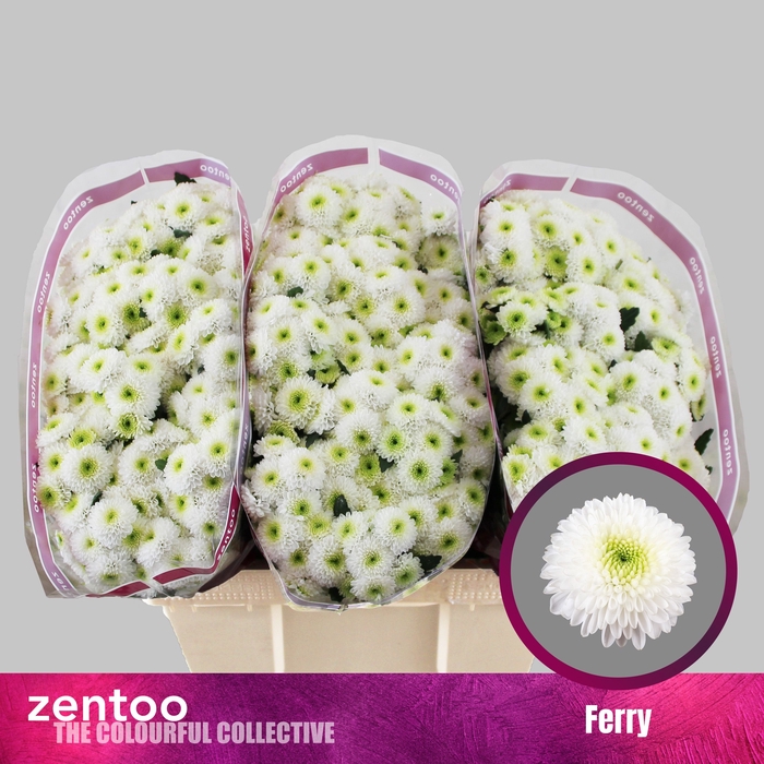 <h4>Chrysanten Chr S Ferry</h4>