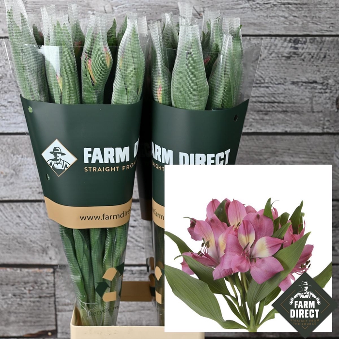 <h4>ALSTRO PINK 70GR</h4>