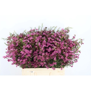 Chame Purple Rotem