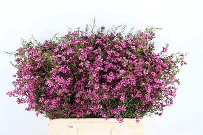 <h4>Chame Purple Rotem</h4>