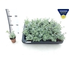 Sedum Sieboldii