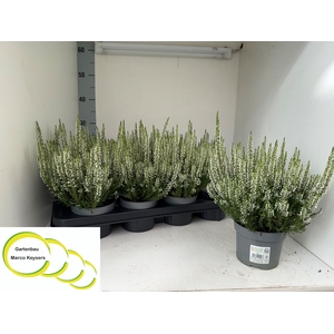 CALLU BL VERA