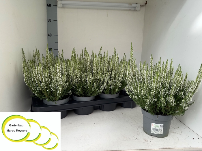 <h4>CALLU BL VERA</h4>