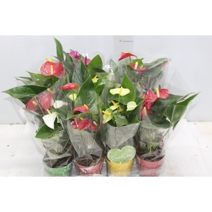 ANTHURIUM VARIADO P09