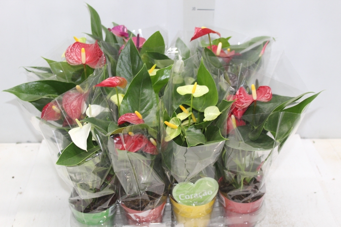 <h4>ANTHURIUM VARIADO P09</h4>