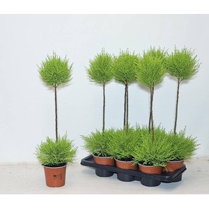 CUPR GOLDCREST DUO BALL P14