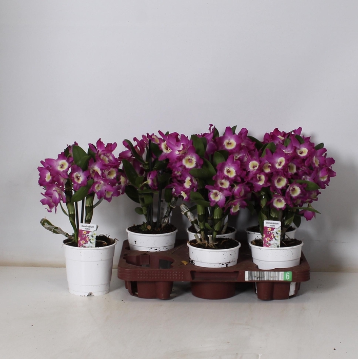 <h4>DEND NOBILE</h4>