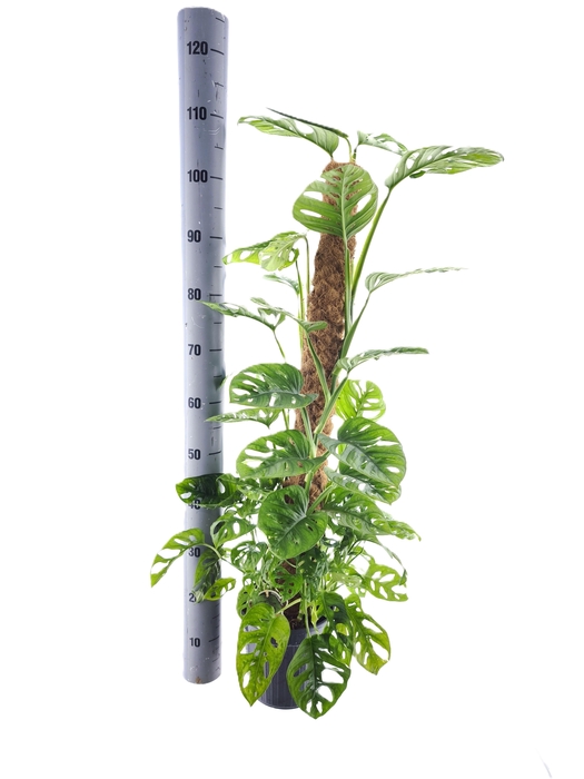 <h4>MONSTERA MONKEY LEAF</h4>