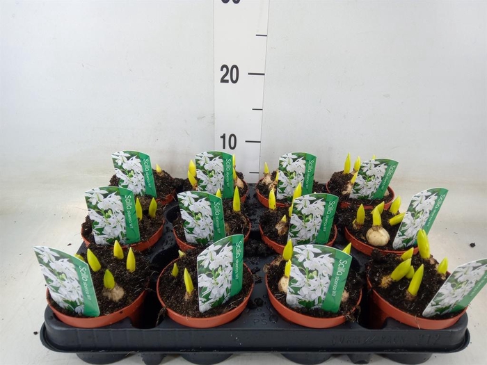 <h4>Scilla siberica</h4>