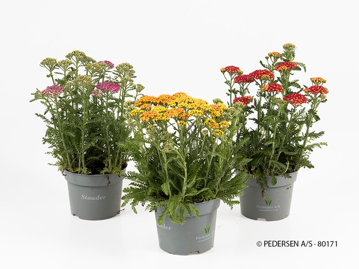 <h4>ACHILLEA MILLEFOLIUM p12.5</h4>