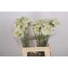 Scabiosa Focal Scoop White