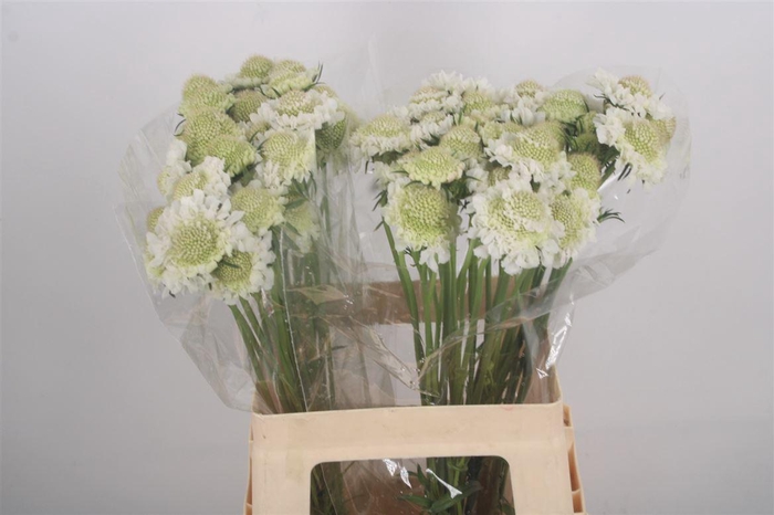 Scabiosa Focal Scoop White