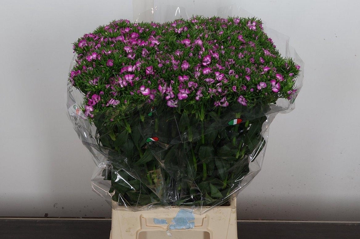 <h4>Di Barb Bicolor Purple</h4>