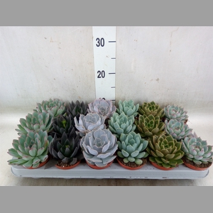 Echeveria   ...mix