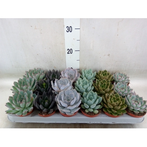 Echeveria   ...mix
