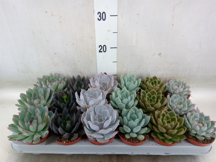 <h4>Echeveria   ...mix</h4>