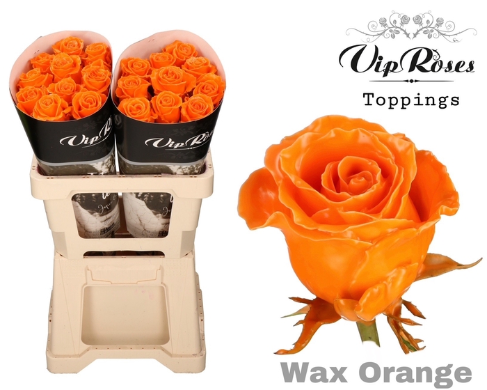 <h4>R GR WAX ORANGE (60CM)</h4>