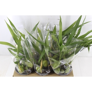 ORQUIDEA COELOGYNE CRISTATA P15