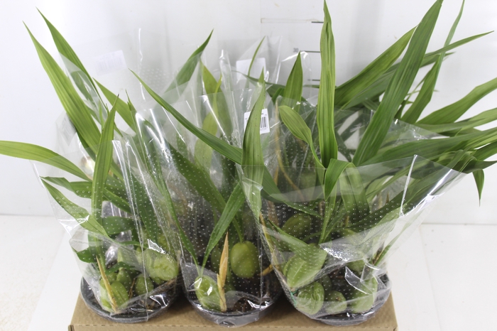 ORQUIDEA COELOGYNE CRISTATA P15