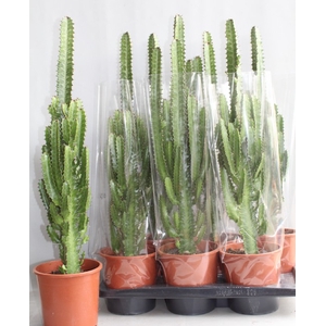 EUPHOR TRIGONA