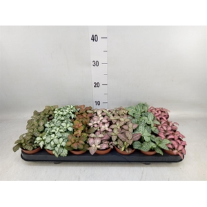 Fittonia   ...mix 7