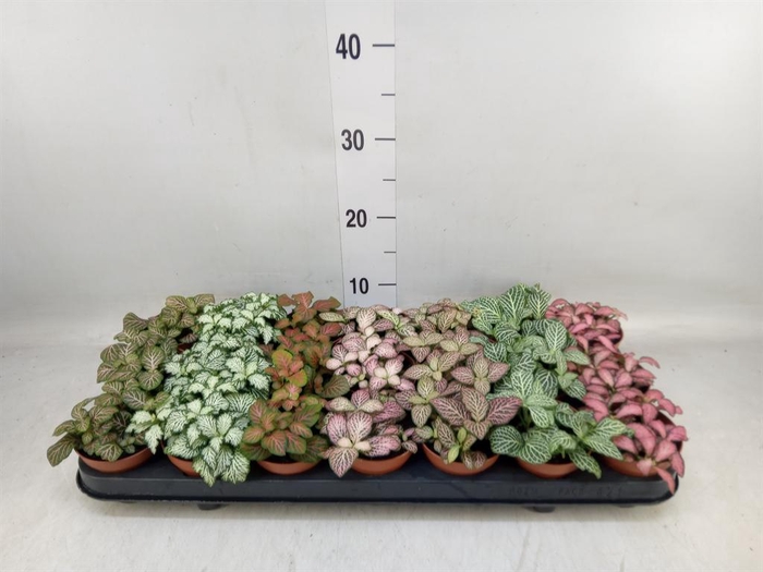 <h4>Fittonia   ...mix 7</h4>