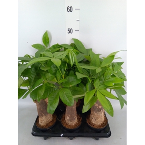 Pachira aquatica