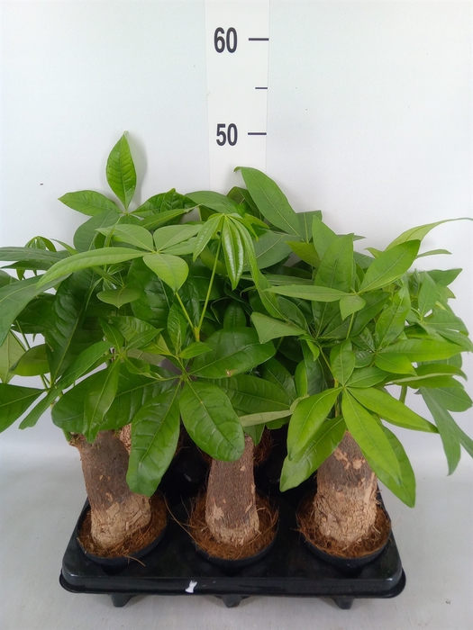 <h4>Pachira aquatica</h4>
