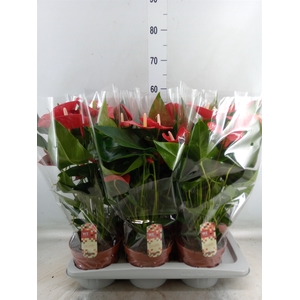 Anthurium andr. 'Felicita'