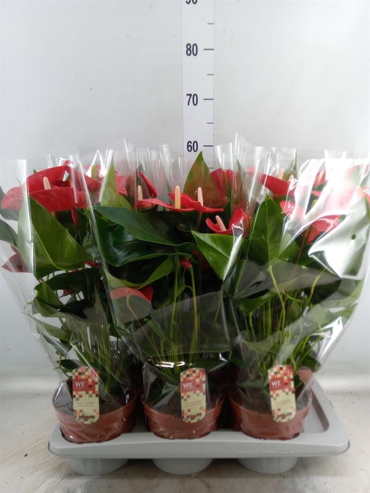 <h4>Anthurium andr. 'Felicita'</h4>