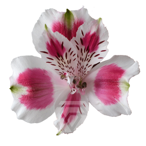 ALSTR ANDALUSIA Tessa