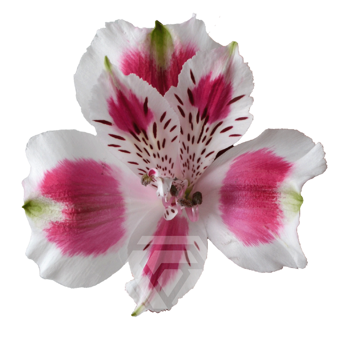 <h4>ALSTR ANDALUSIA Tessa</h4>