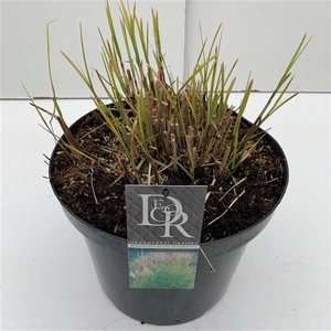Graminées Miscanthus 'Kleine Silberspinne'