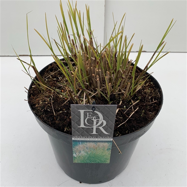 <h4>Graminées Miscanthus 'Kleine Silberspinne'</h4>