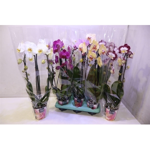 Phal Gem Cascade