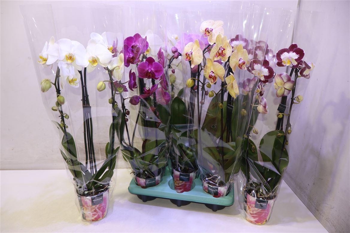 <h4>Phal Gem Cascade</h4>