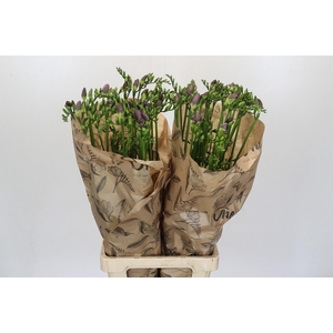 Freesia One Xxl Blue